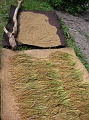 PICT0732 recolte et egrenage du riz